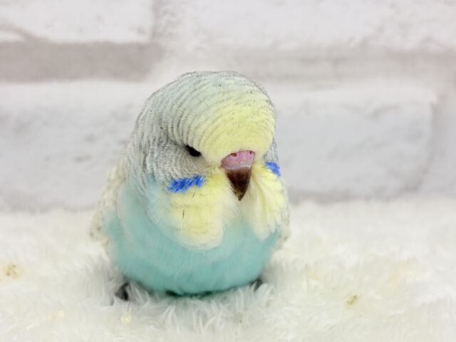 ジャンボセキセイインコ