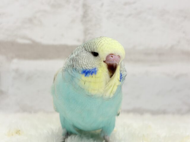 ジャンボセキセイインコ