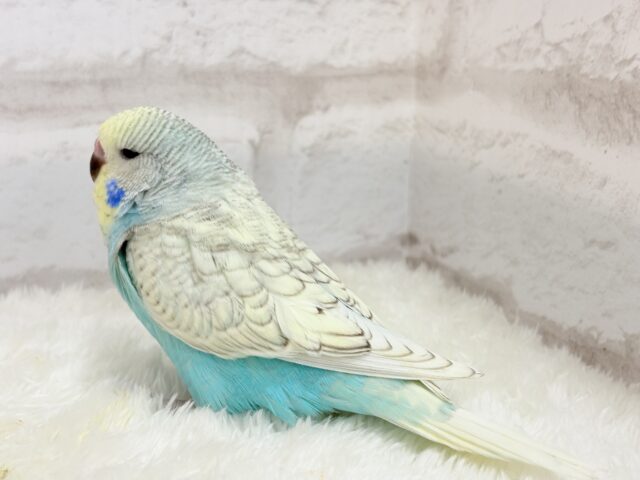 ジャンボセキセイインコ