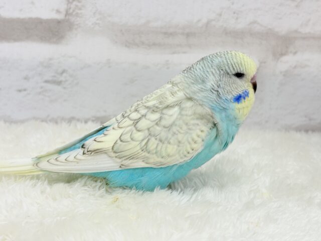 ジャンボセキセイインコ