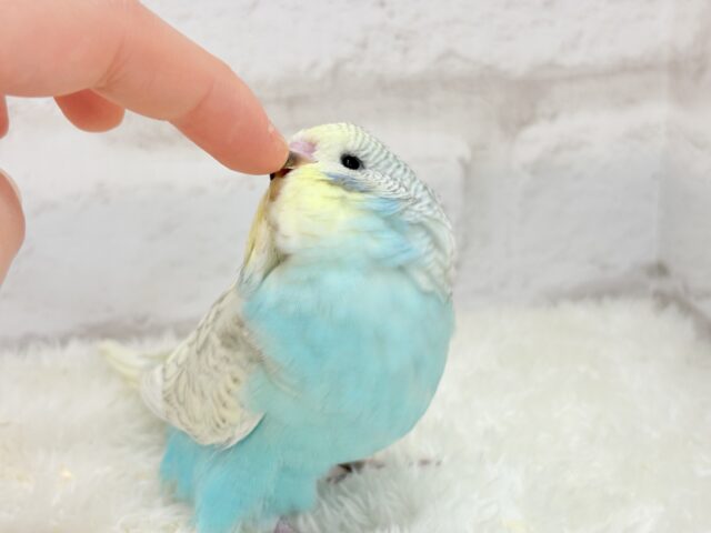 ジャンボセキセイインコ