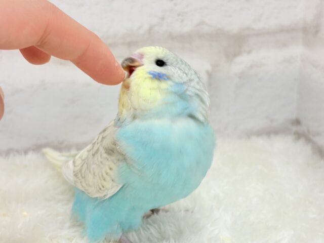 ジャンボセキセイインコ