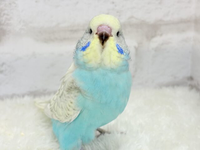 ジャンボセキセイインコ