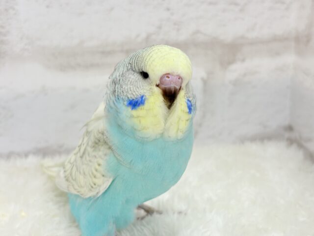 ジャンボセキセイインコ