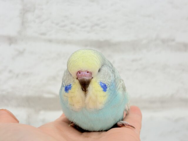 ジャンボセキセイインコ