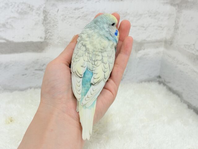 ジャンボセキセイインコ