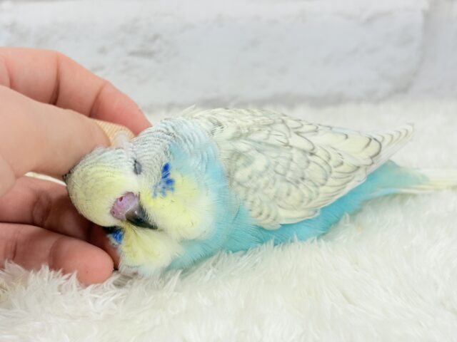 ジャンボセキセイインコ