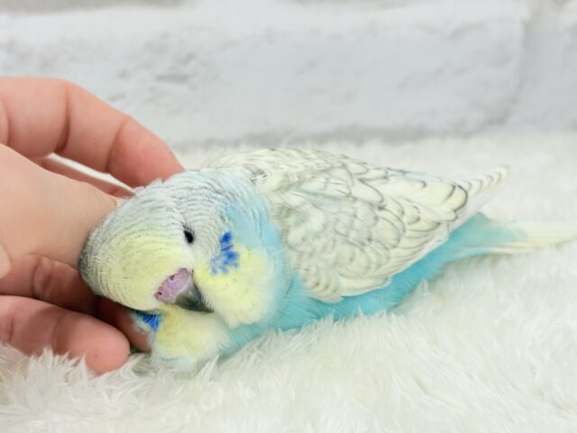 ジャンボセキセイインコ