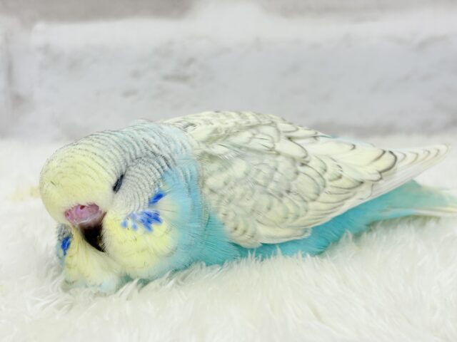 ジャンボセキセイインコ