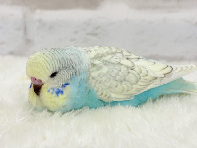 ジャンボセキセイインコ