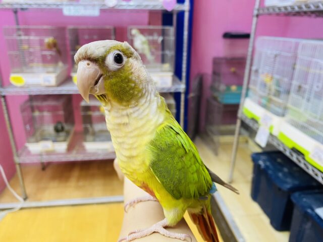 ホオミドリウロコインコ