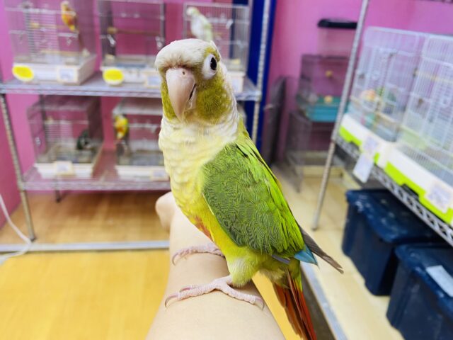 ホオミドリウロコインコ