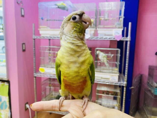 ホオミドリウロコインコ