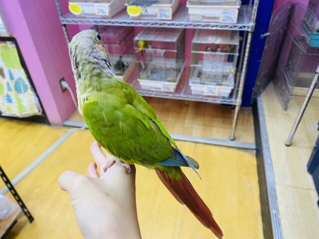 ホオミドリウロコインコ