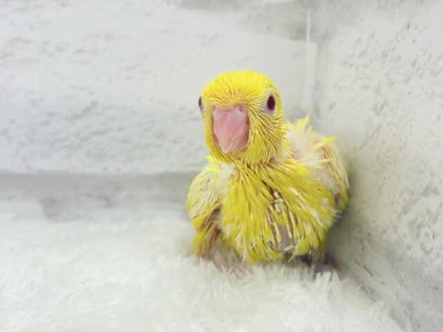 サザナミインコ