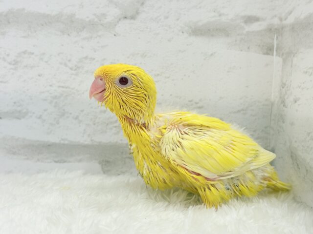 サザナミインコ