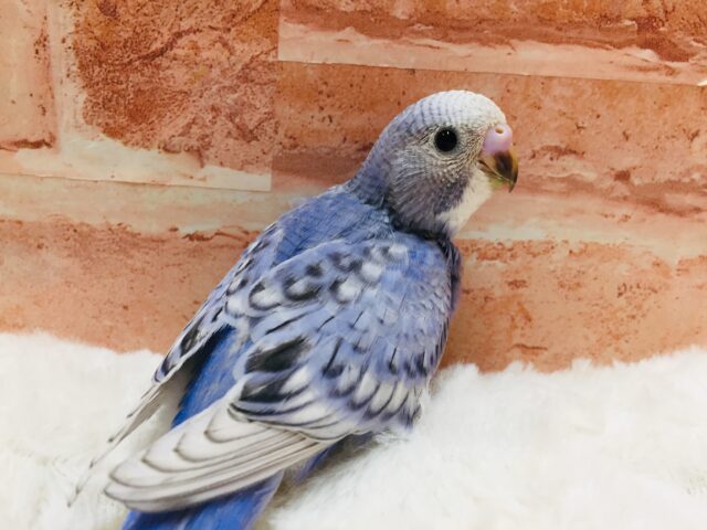 透き通ったきれいな青色✨✨✨ セキセイインコ(スパングル) セキセイインコ