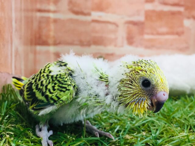 ①【☆最新画像更新☆】元気いっぱい!!人気カラーのセキセイちゃんがやってきましたよ~🎵 セキセイインコ(オパーリン) セキセイインコ