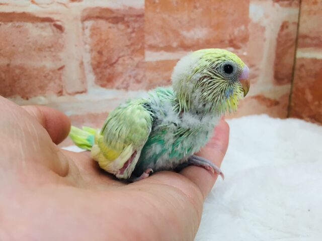 セキセイインコ