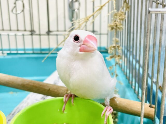 白文鳥