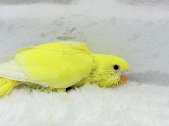 セキセイインコ