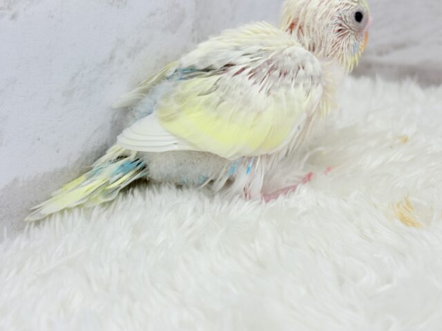 セキセイインコ