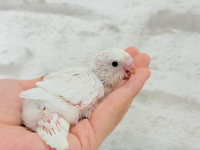 セキセイインコ