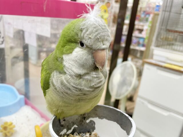 オキナインコ