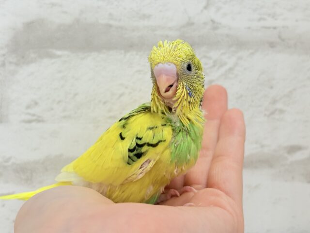 セキセイインコ