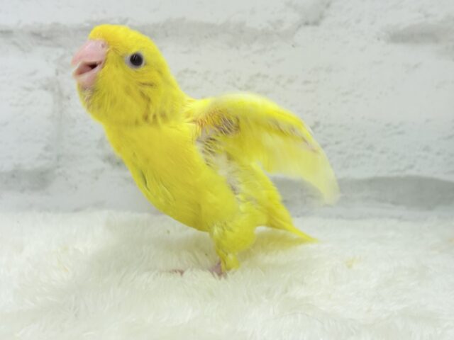 サザナミインコ