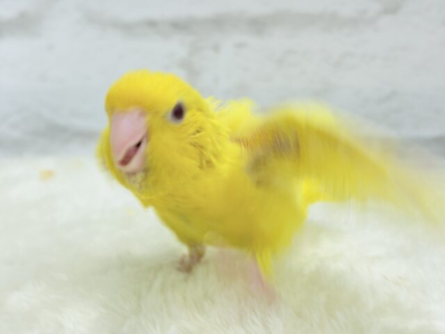 サザナミインコ