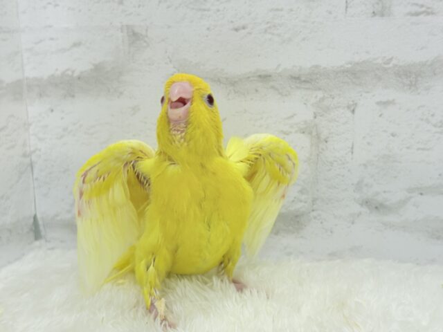 サザナミインコ
