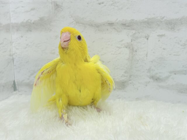 サザナミインコ