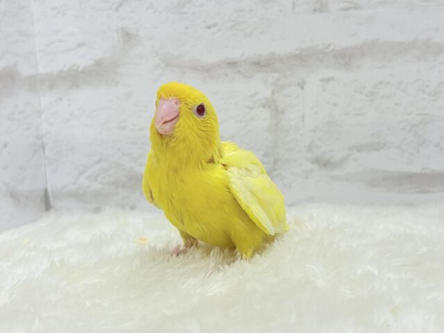 サザナミインコ