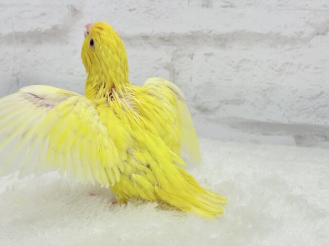 サザナミインコ