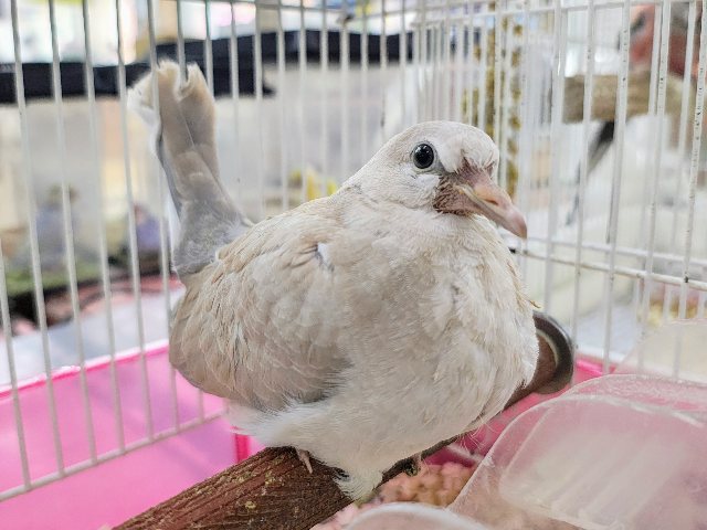 ジュズカケバト