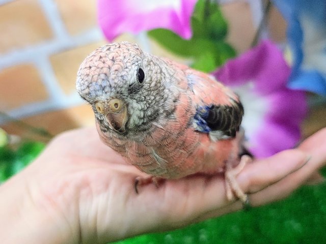アキクサインコ（秋草インコ）