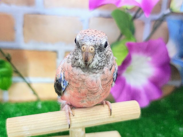 アキクサインコ（秋草インコ）