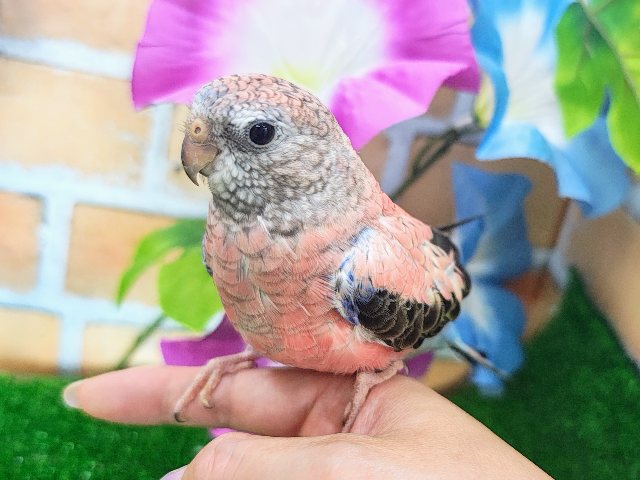 アキクサインコ（秋草インコ）