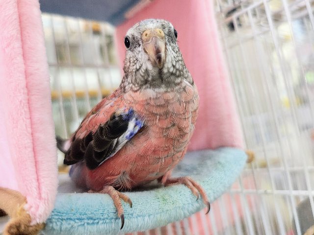 アキクサインコ（秋草インコ）