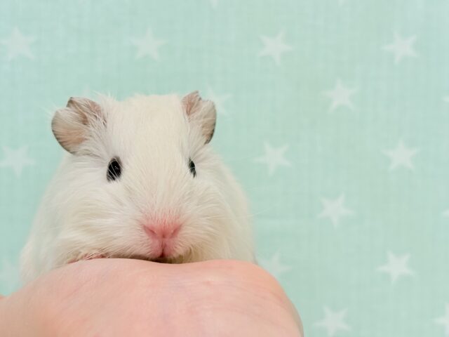 アビシニアンモルモット