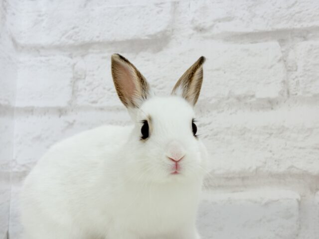 ミニウサギ