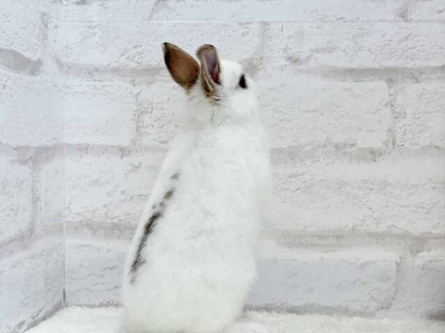 ミニウサギ