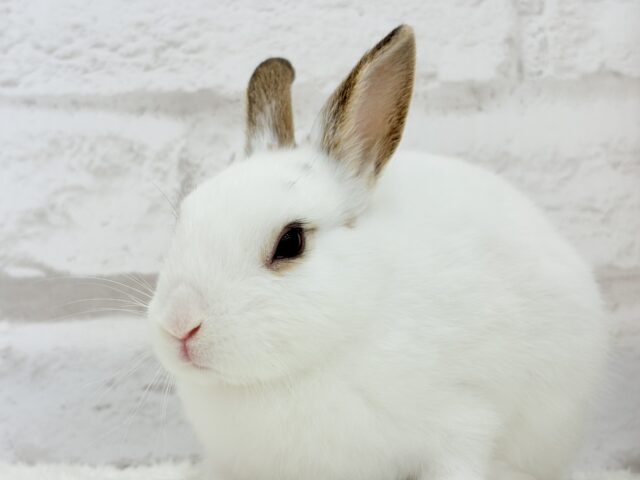 ミニウサギ