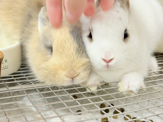ミニウサギ