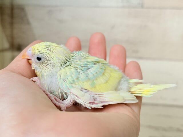 セキセイインコ