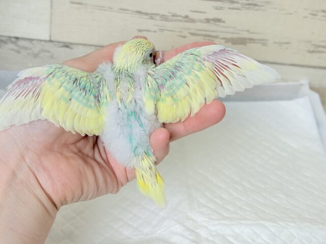 セキセイインコ