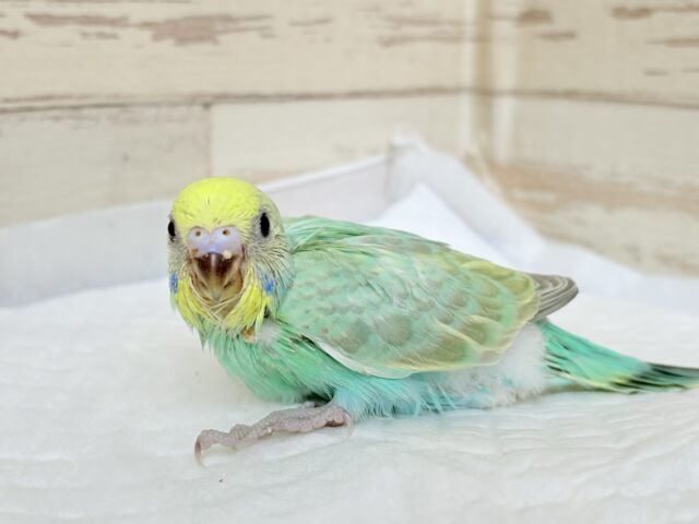 セキセイインコ