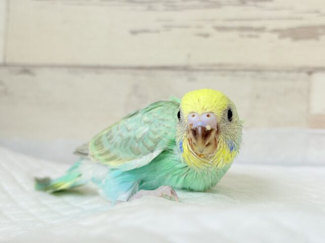 セキセイインコ