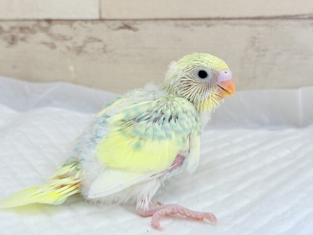 セキセイインコ